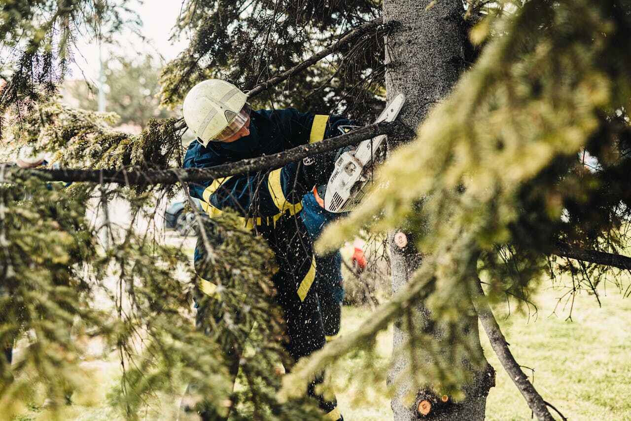 Residential Tree Removal in Glencoe, MN